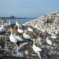 Northern Gannets (Morus bassanus) 6, Bass Rock, Scotland, UK